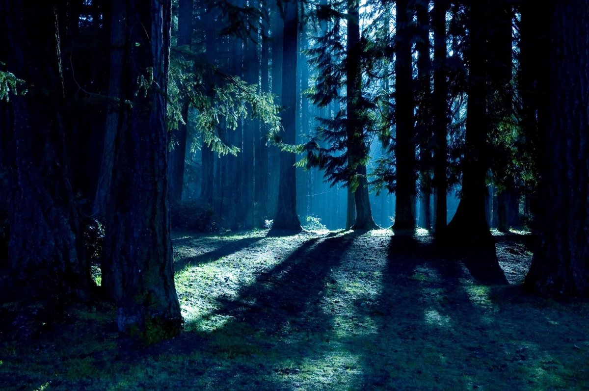 Фон ночной лес (78 фото)