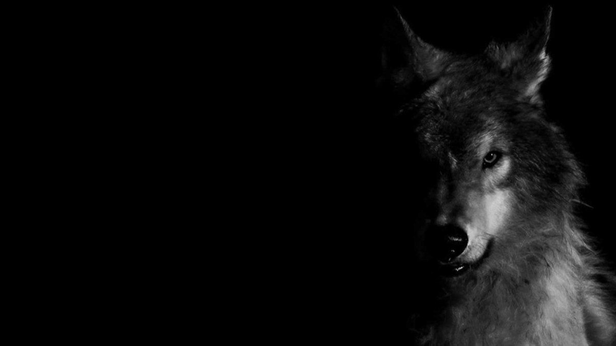 Волк на черном фоне (78 фото)