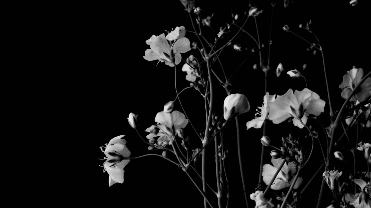 Цветы на черном фоне обои (82 фото)