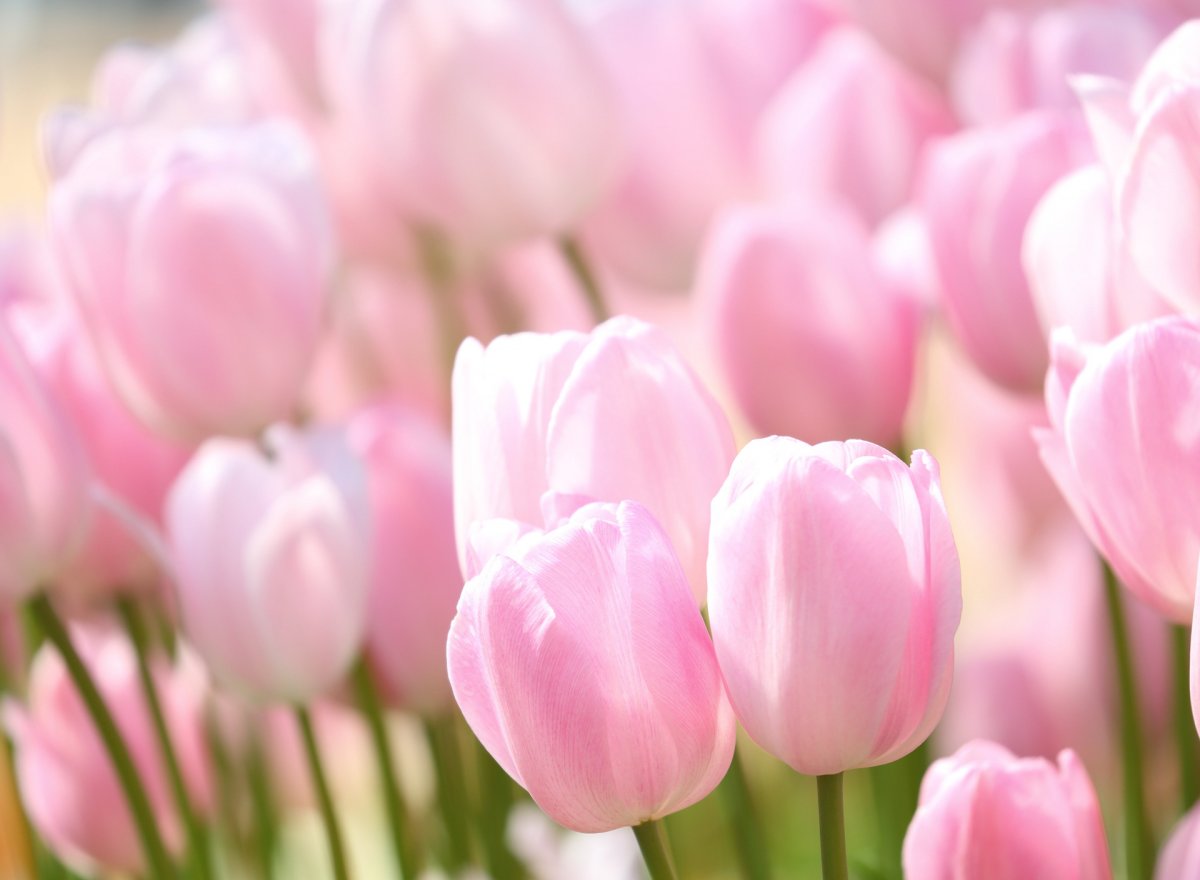 Фон весна тюльпаны (65 фото)