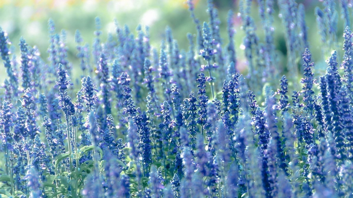 Синие луговые цветы (76 фото)