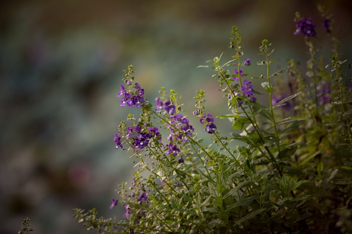 Полевая трава с фиолетовыми цветами (62 фото)