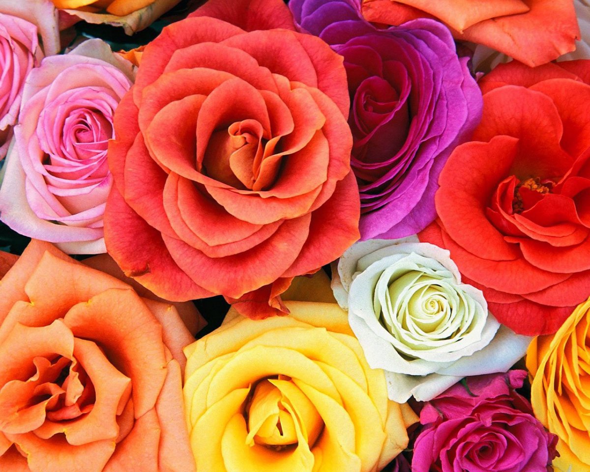 Розы разных цветов (73 фото)