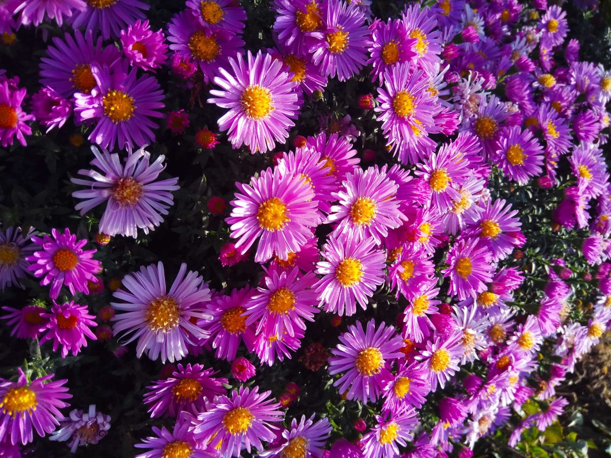Цветок октябринка (75 фото)