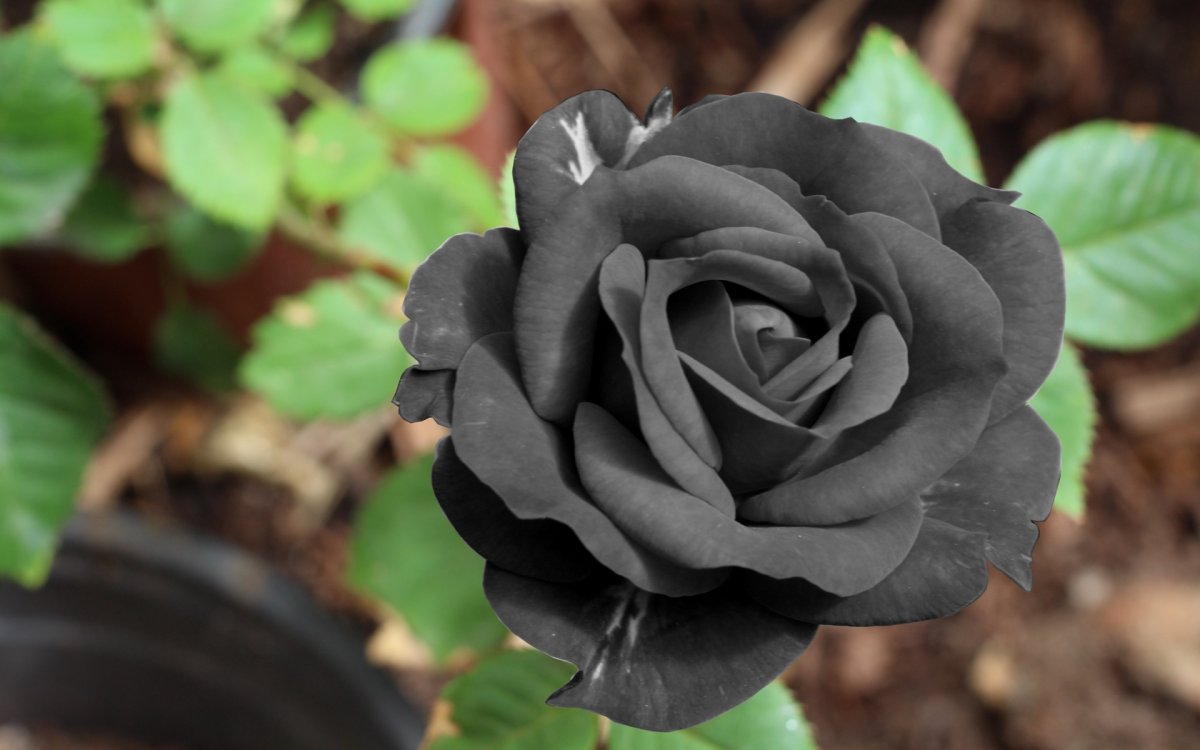 Сорт черных роз (80 фото)