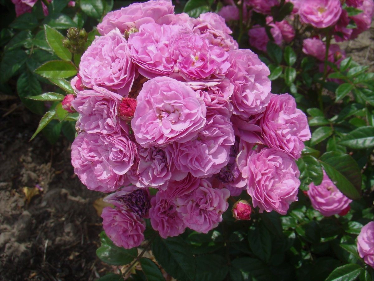 Роза аллевья (82 фото)