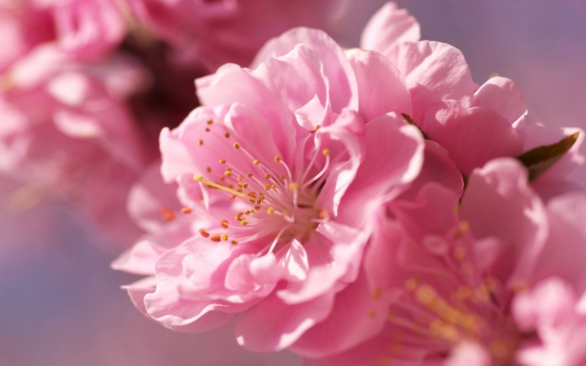 Обои розовые цветы (79 фото)