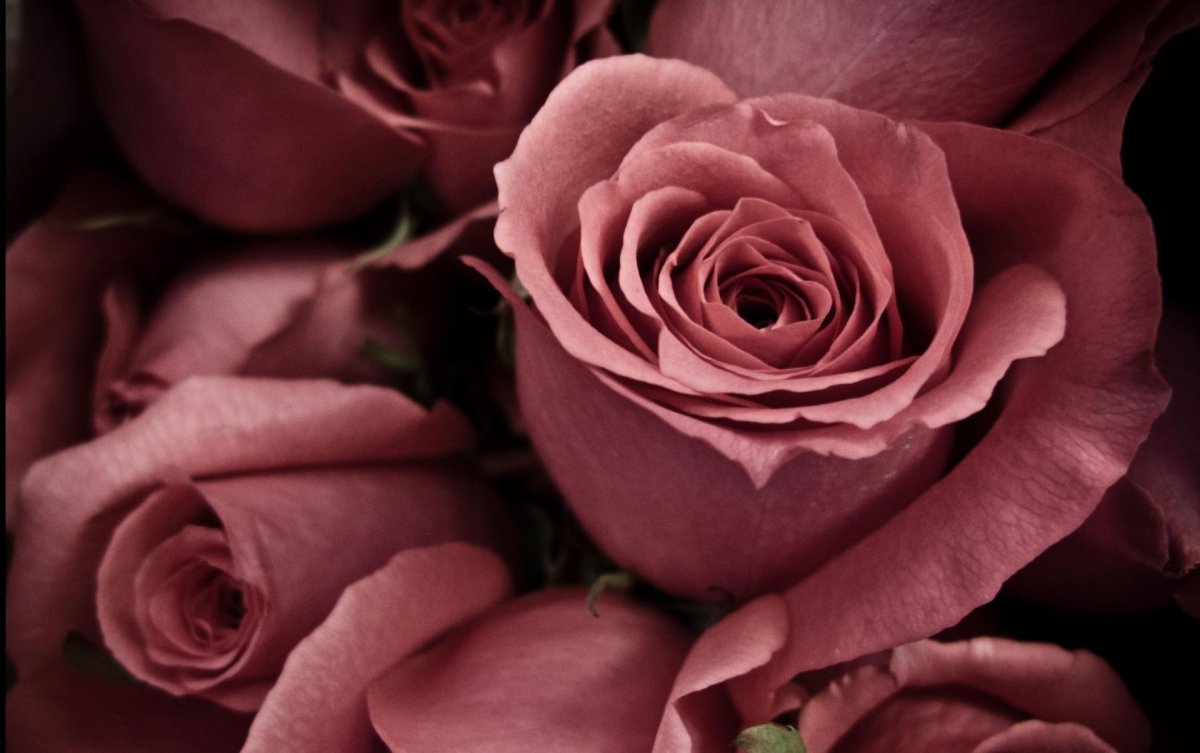 Пыльная роза (84 фото)