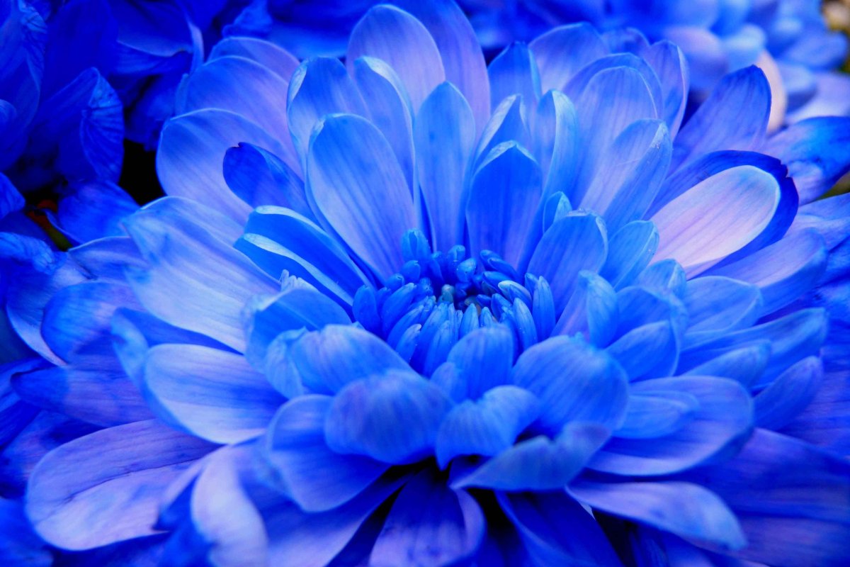 Цветы синего цвета (81 фото)