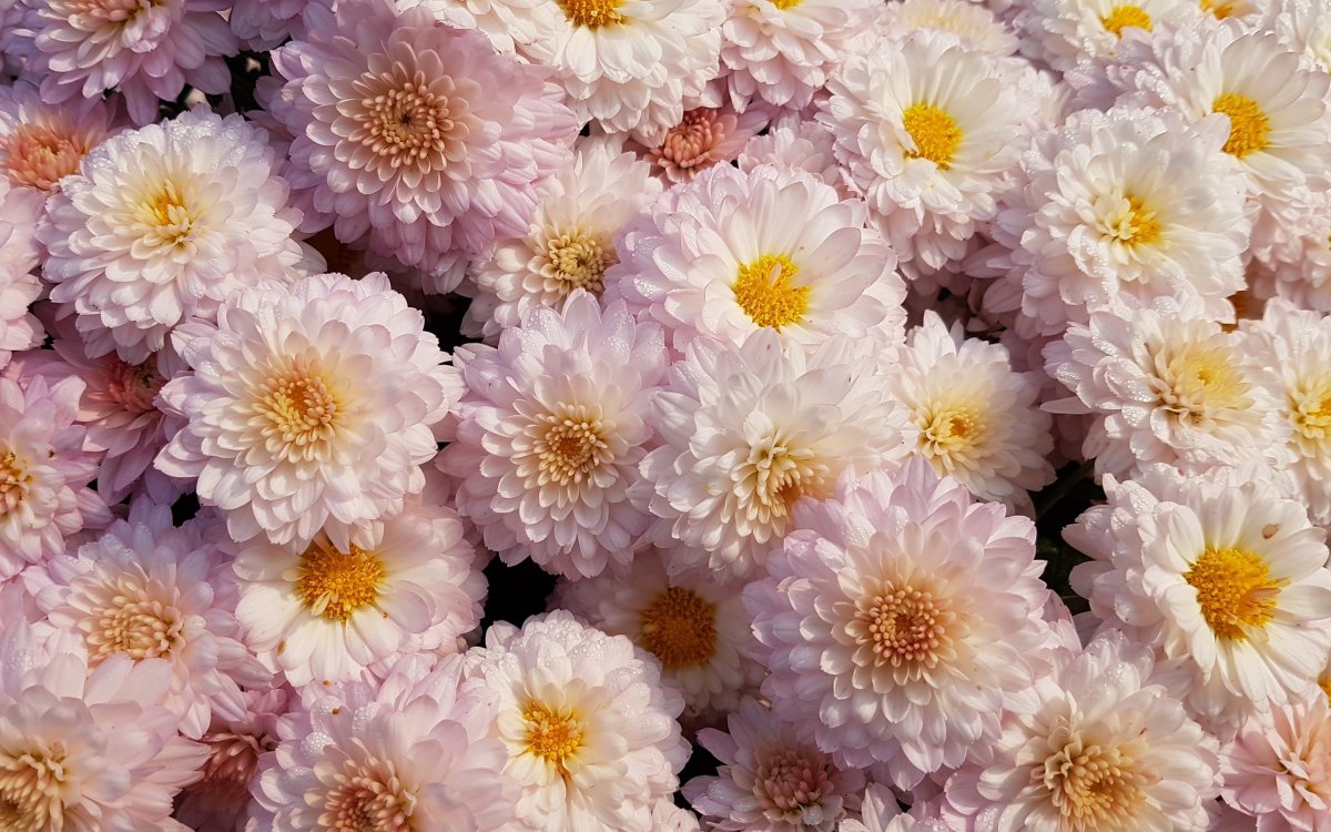 Цветы хризантемы (83 фото)