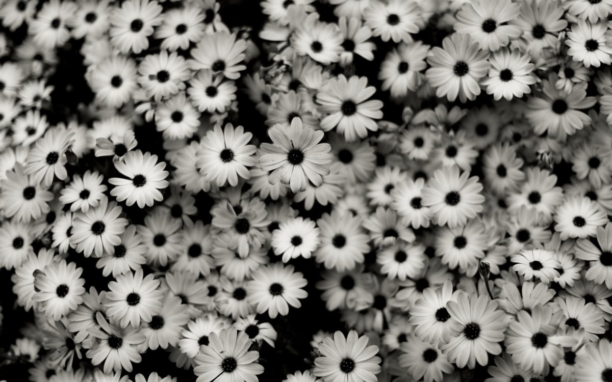 Черно белый цветок (76 фото)