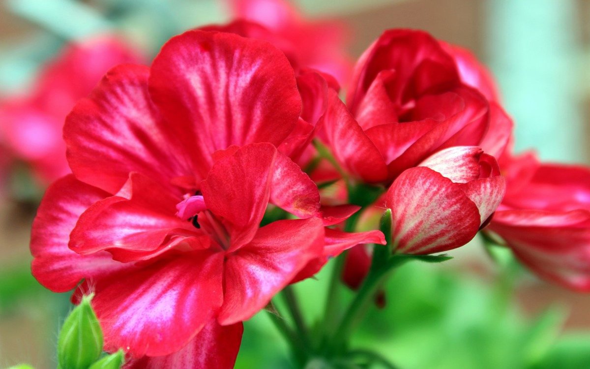 Таира крымская роза (70 фото)