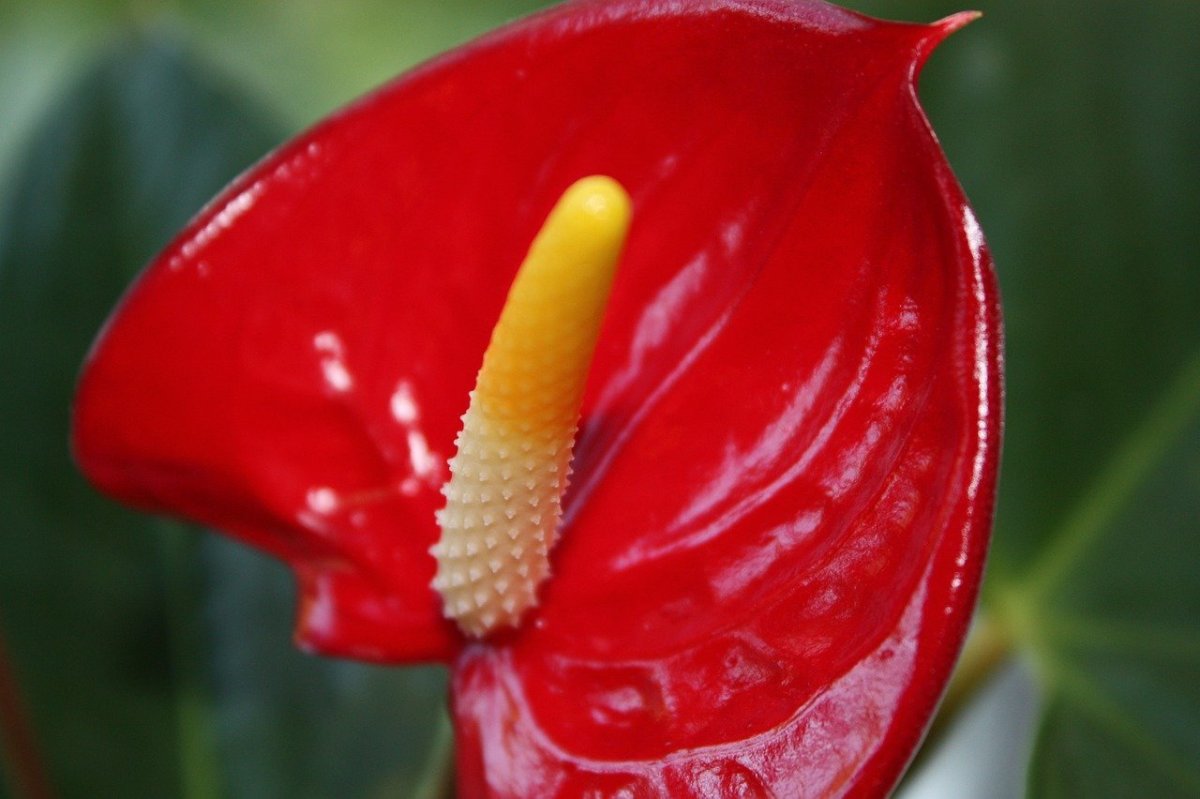 Цветок красный с желтой тычинкой (71 фото)