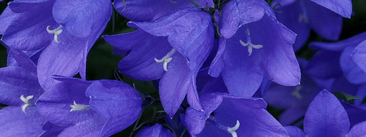 Цветы синие колокольчики (69 фото)