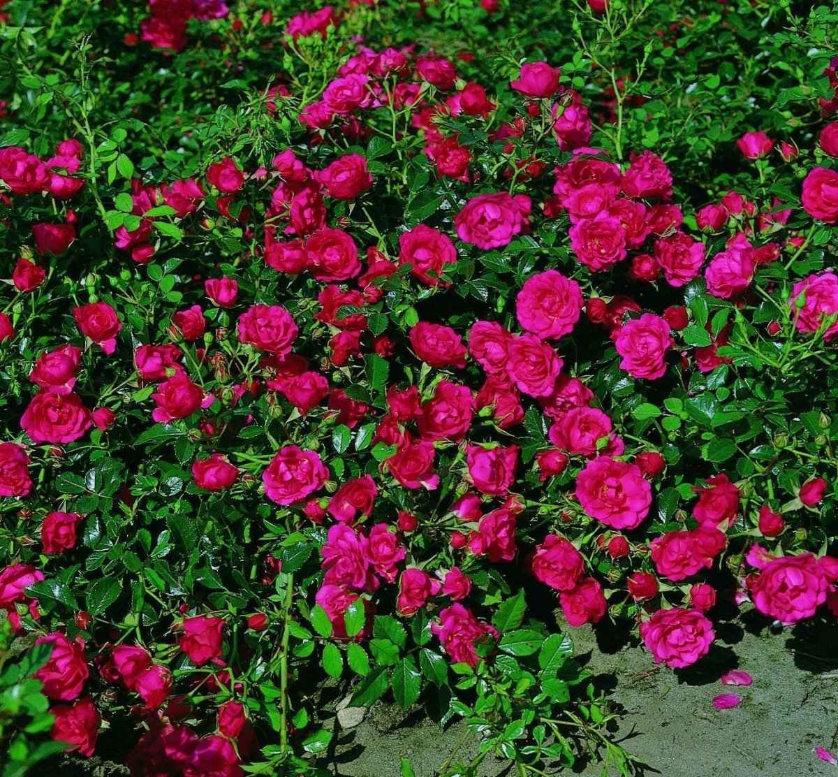 Почвопокровная роза (79 фото)