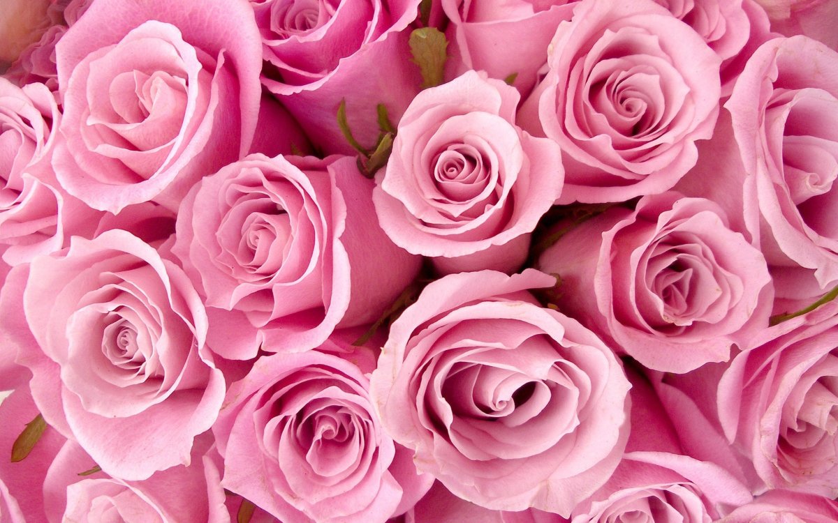 Красивые розовые розы (76 фото)