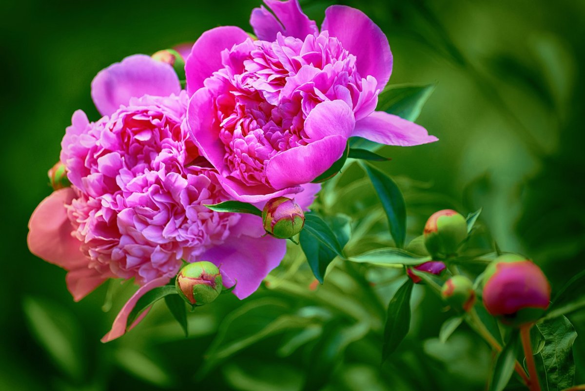 Цветы красивые пионы (83 фото)
