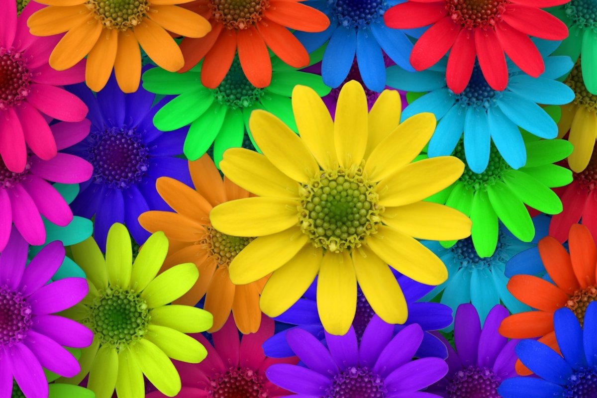 Разноцветные цветы (73 фото)