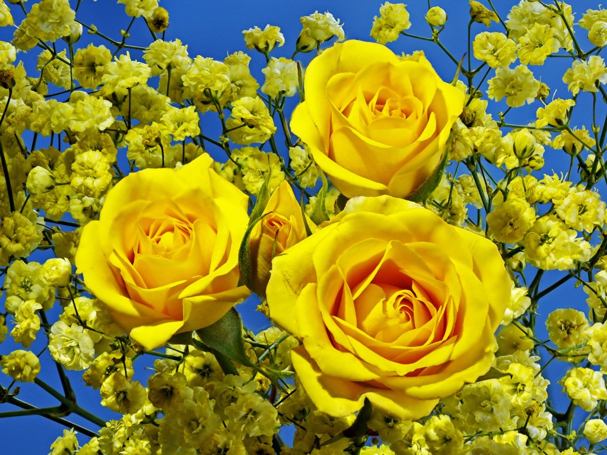Цветок с желтыми цветами (72 фото)