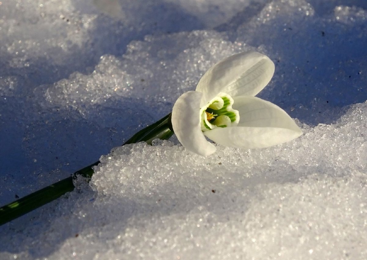 Цветок апрельский снег (76 фото)