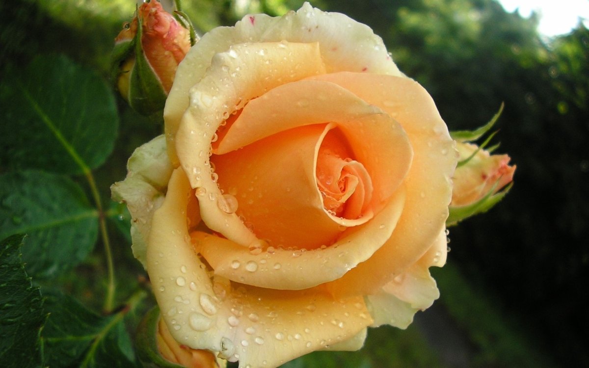 Чайная роза цветок (78 фото)
