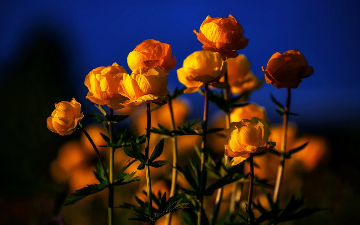 Италмас цветок (81 фото)