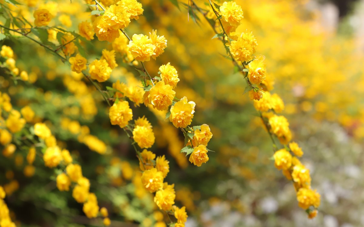 Декоративный кустарник с желтыми цветами (65 фото)