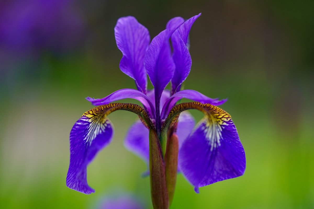Касатик цветок (73 фото)