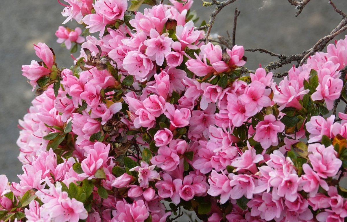 Кустарник с розовыми цветами (60 фото)