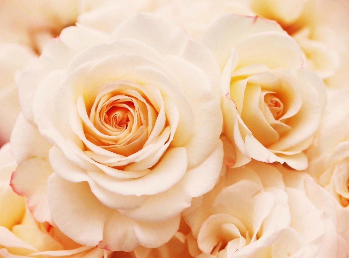 Розы кремового цвета (76 фото)