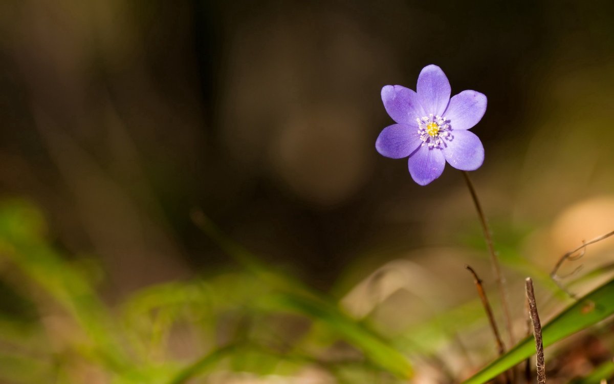 Маленький цветок (84 фото)
