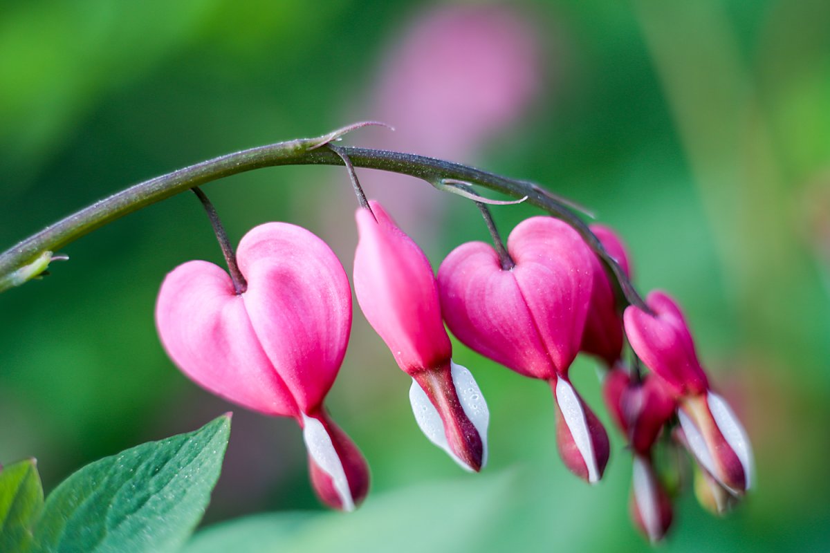 Цветок дамское сердце (74 фото)