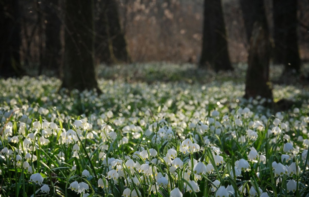 Белые весенние цветы в лесу (74 фото)