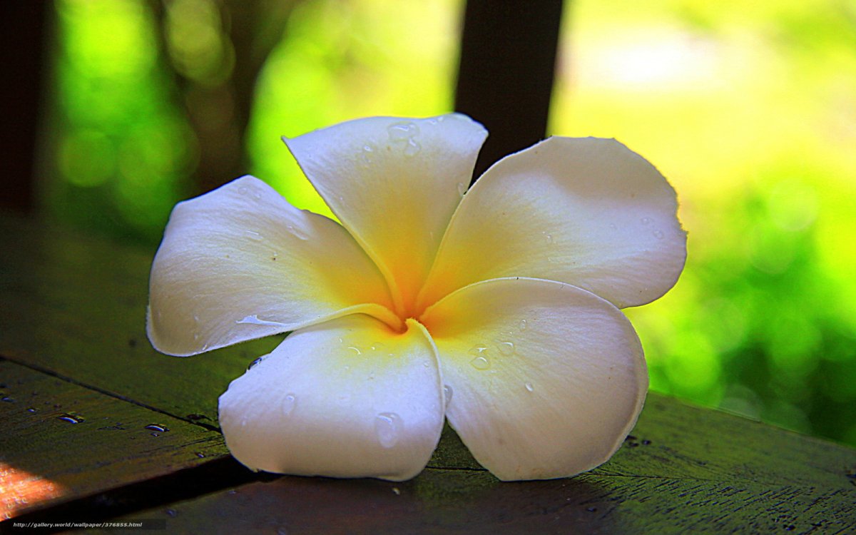 Цветок тайланда (62 фото)