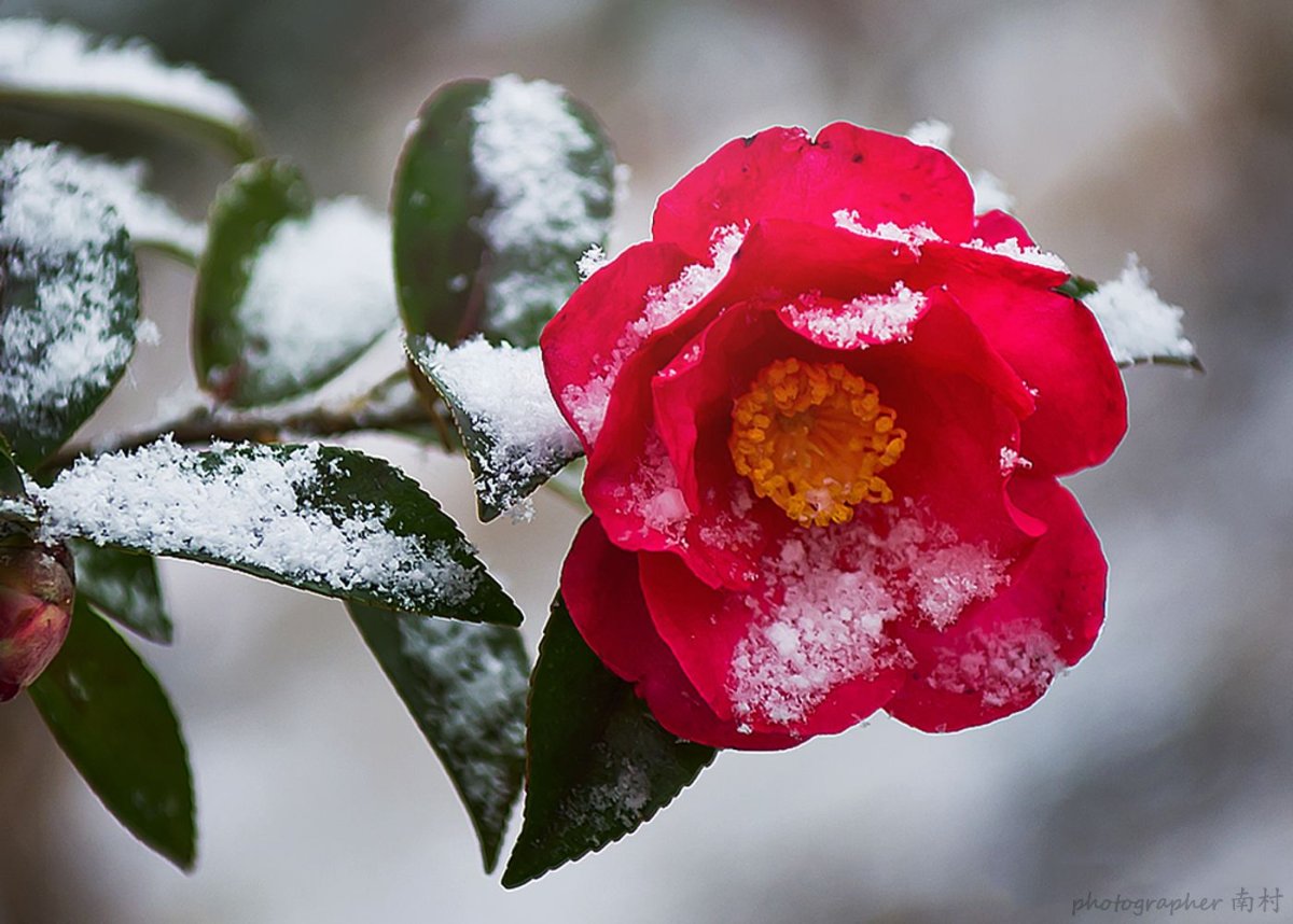 Цветок под снегом (84 фото)