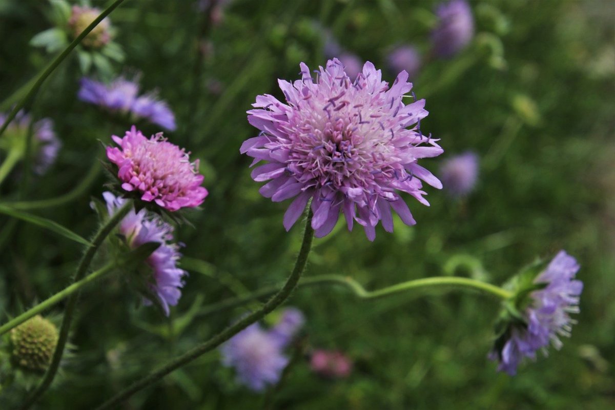Фиолетовый луговой цветок (56 фото)