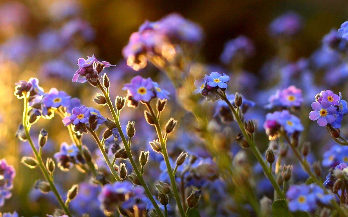 Мелкие полевые цветы (76 фото)