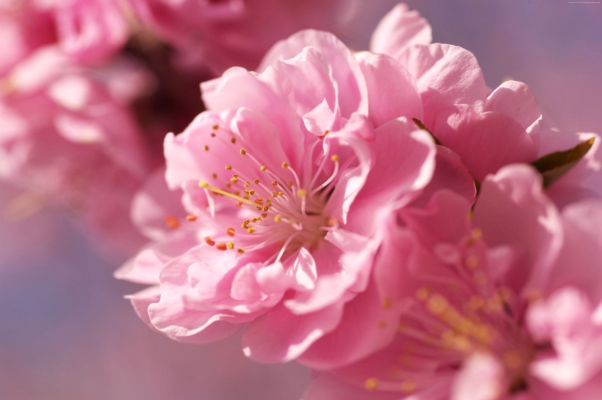 Цветок сакуры (67 фото)