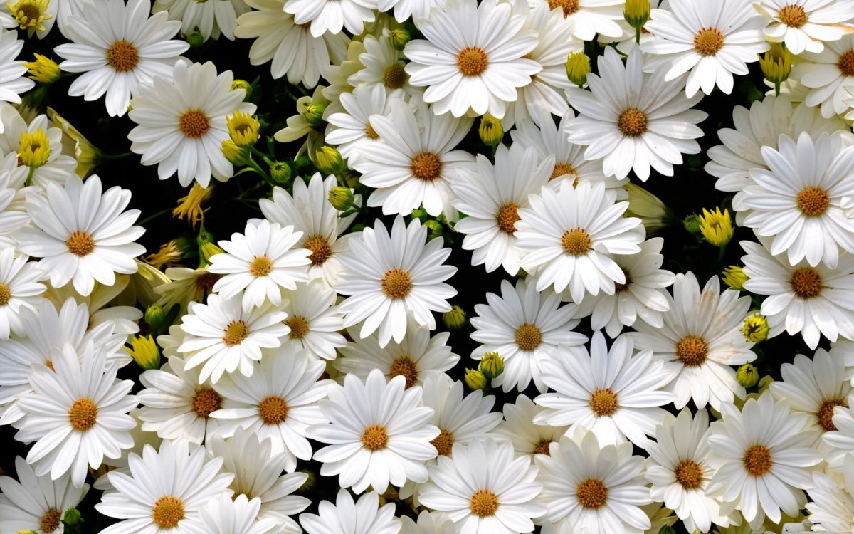 Цветы для красотки (71 фото)