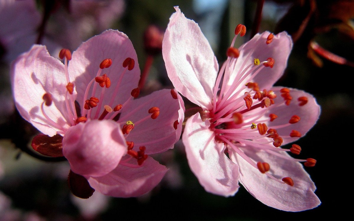 Цветок вишня (66 фото)