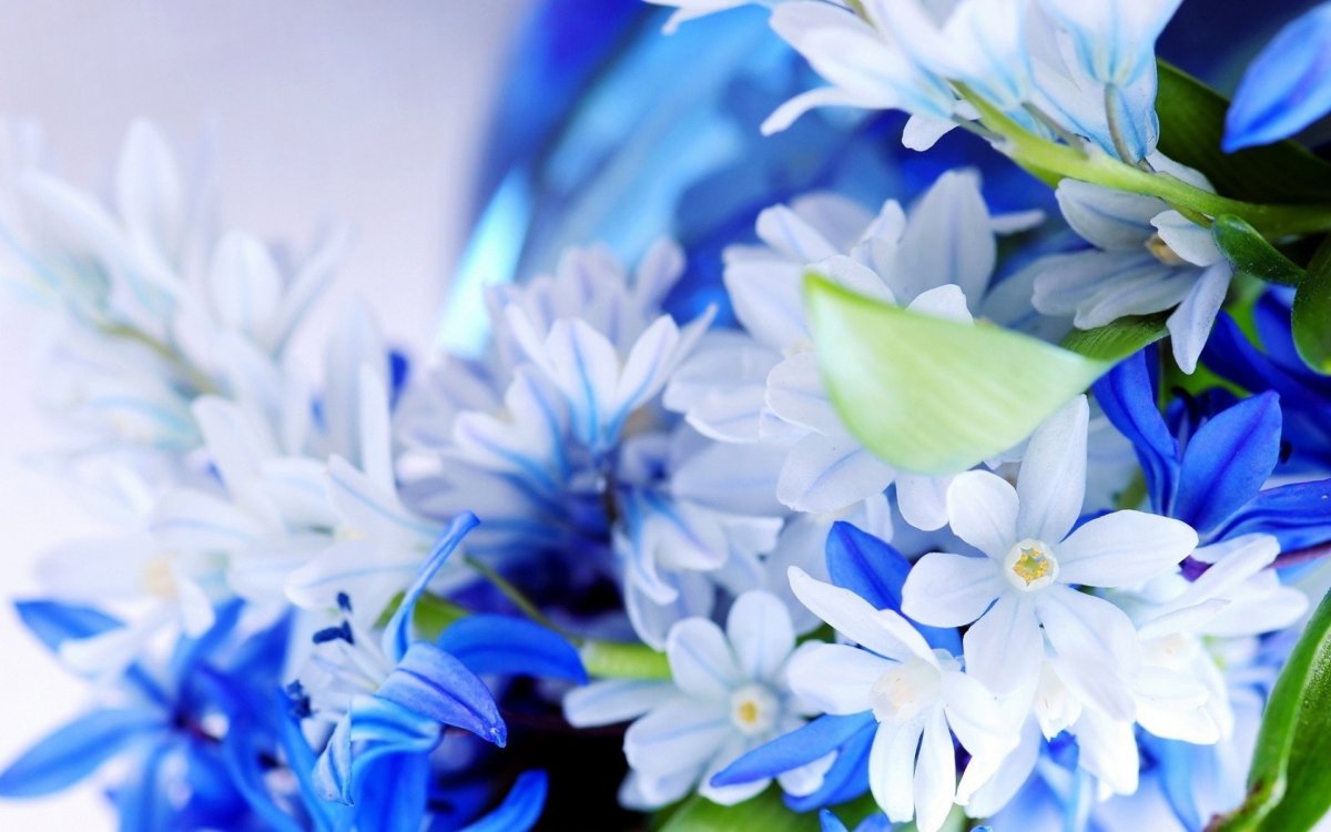 Синий букет цветов (83 фото)