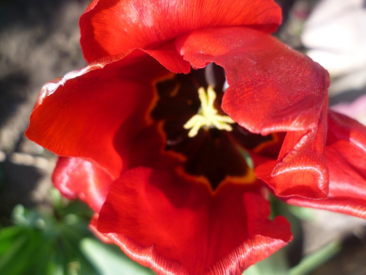 Фиалка красный тюльпан (75 фото)