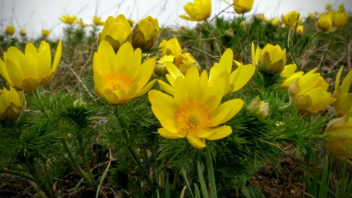 Желтые ранние цветы (77 фото)