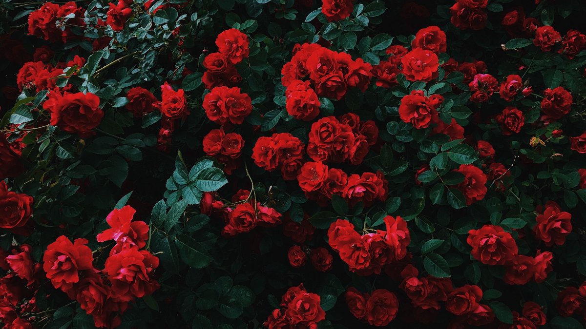 Розы на заставку (70 фото)
