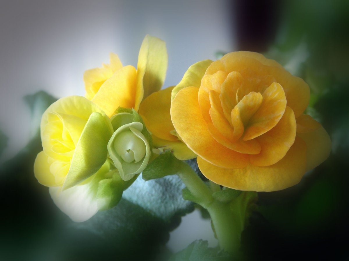 Фиалка желтая роза (62 фото)