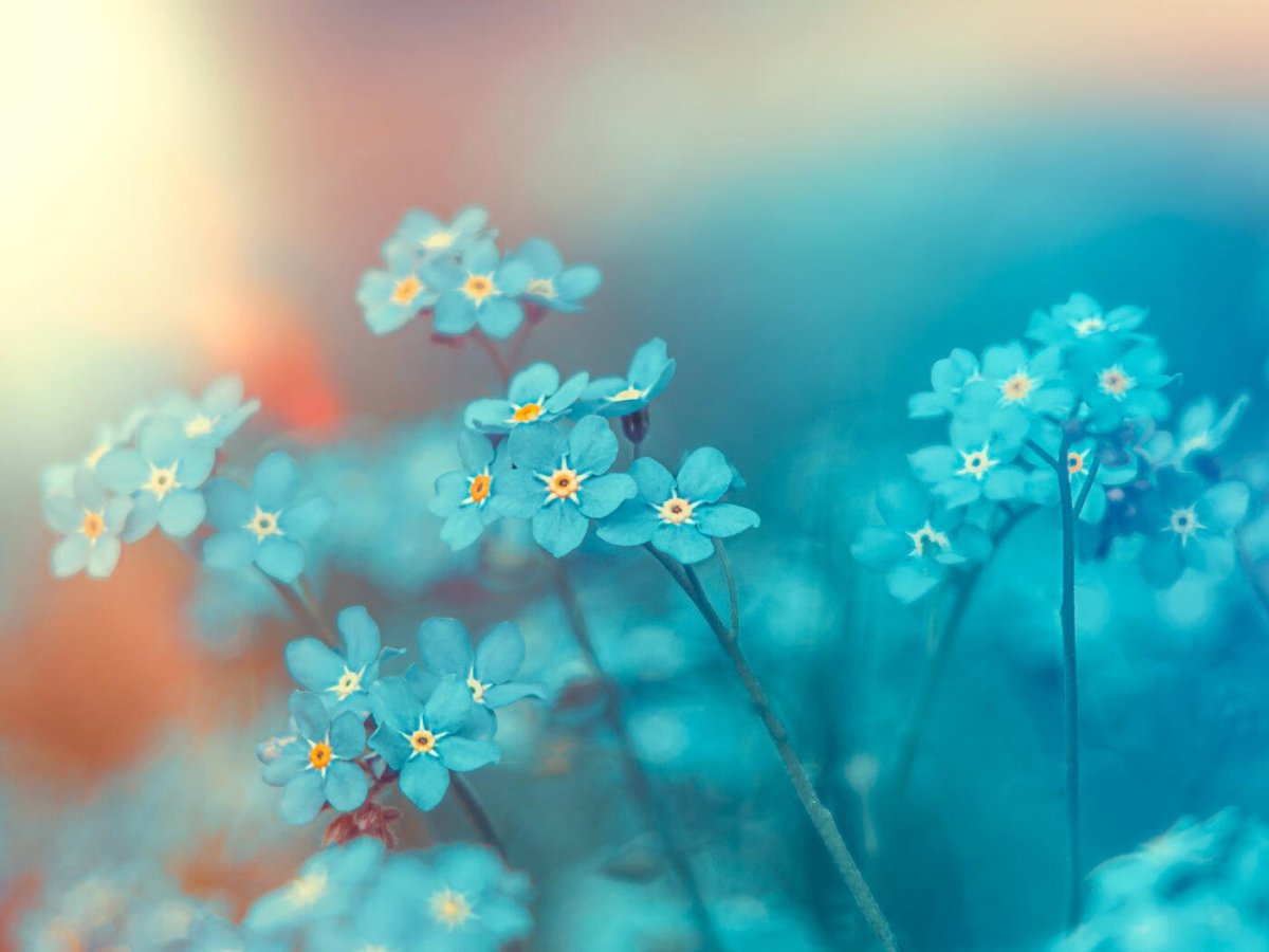 Нежно голубые цветы (80 фото)