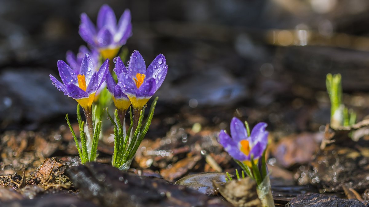Самые первые цветы весной (72 фото)