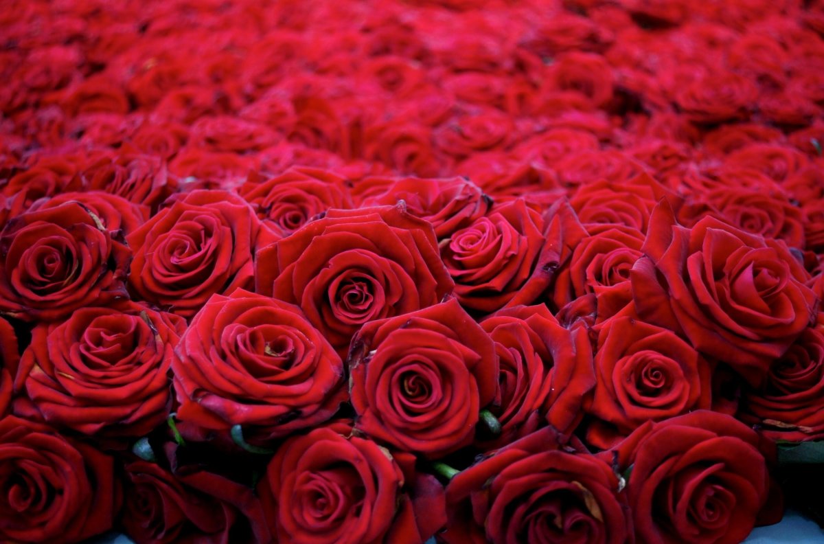 Красивые красные розы (80 фото)