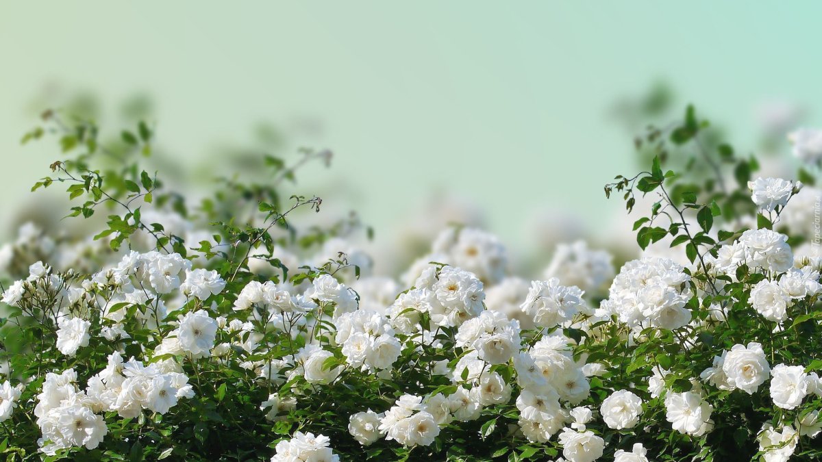 Кусты с белыми цветами (66 фото)