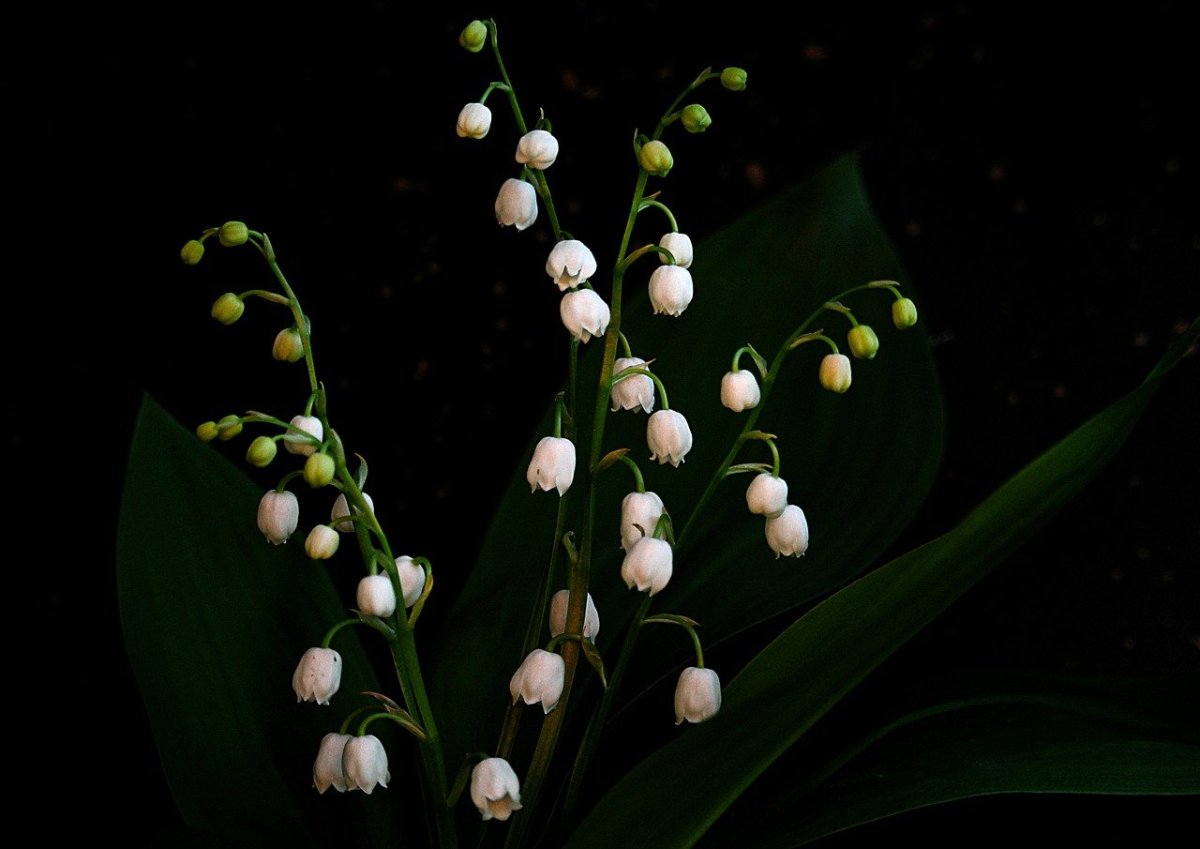 Ландыш серебристый цветок (76 фото)